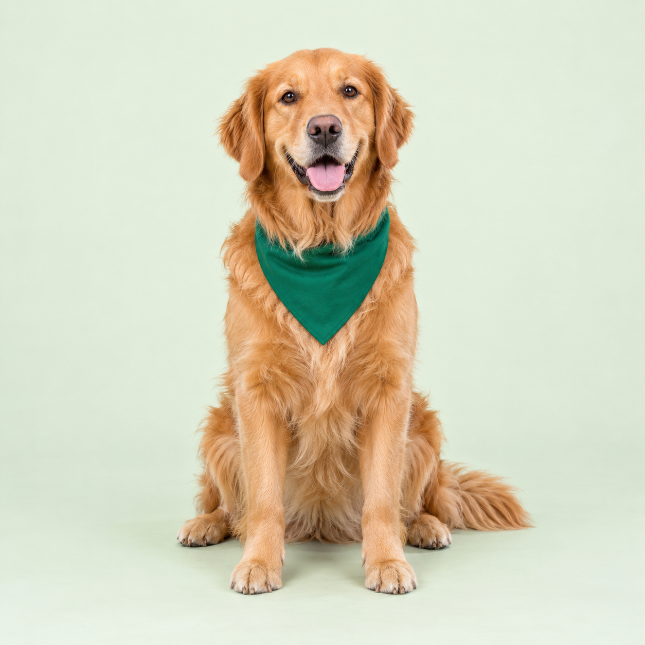 Golden retriever de bandana verde